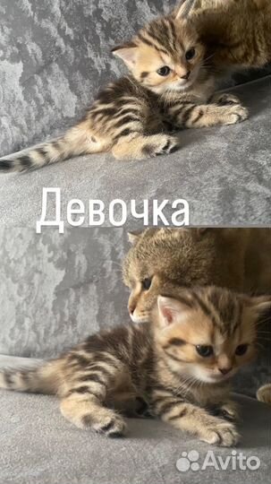 Шотландские котята