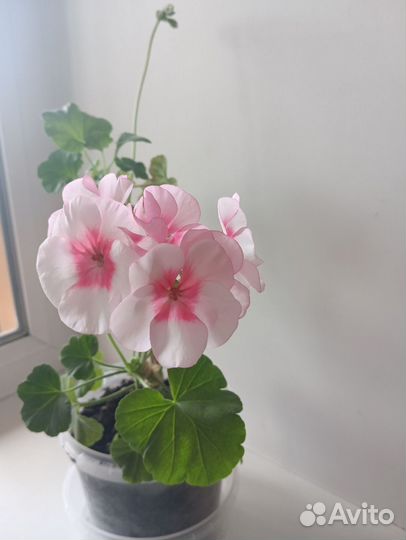 Герань пеларгония розовая сортовая