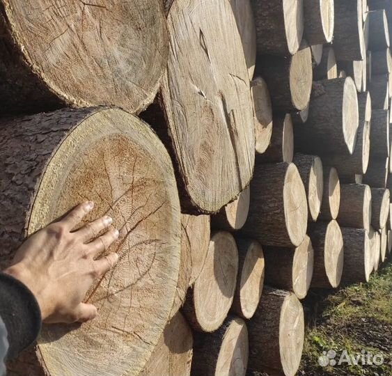 Лес Кругляк Сона Пихта с доставкой