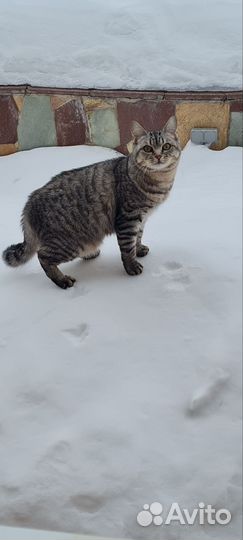 Кошка в дар