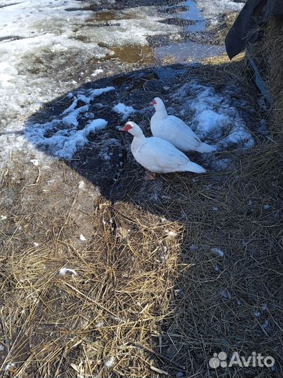 Индоутки белый великан