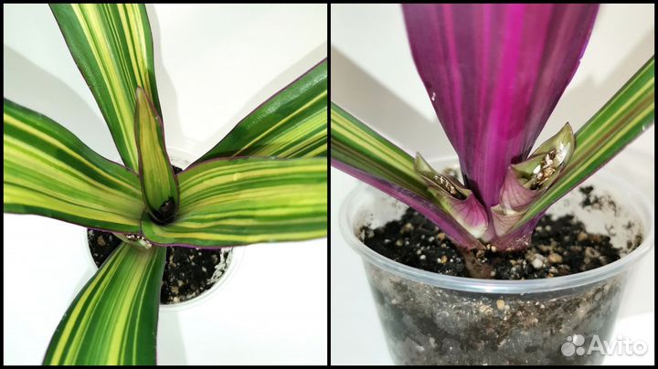 Традесканция Рео Виттата Rhoeo Vittata