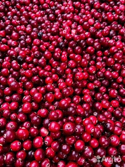 Клюква за килограмм