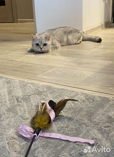 Кот вязка