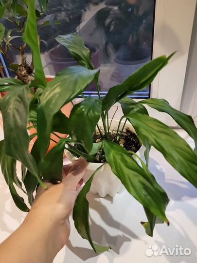 Спатифиллум. Комнатный цветок