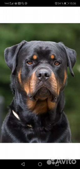 Ротвейлер