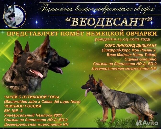 Щенки немецкой овчарки