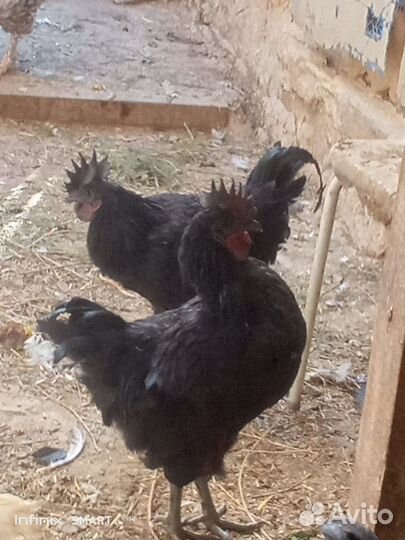 Петух ухейилюй