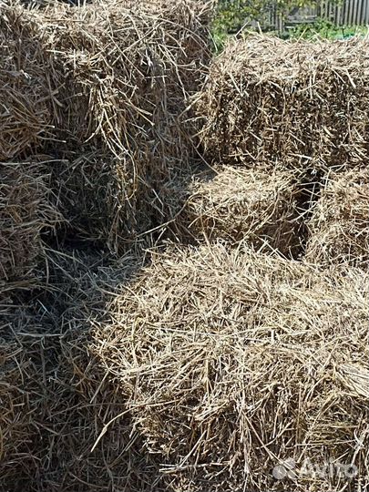 Сено люцерны в тюках