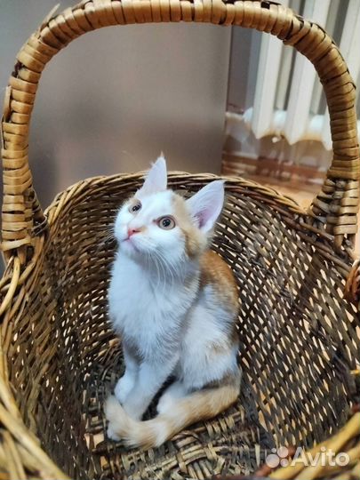 Котята, девочки