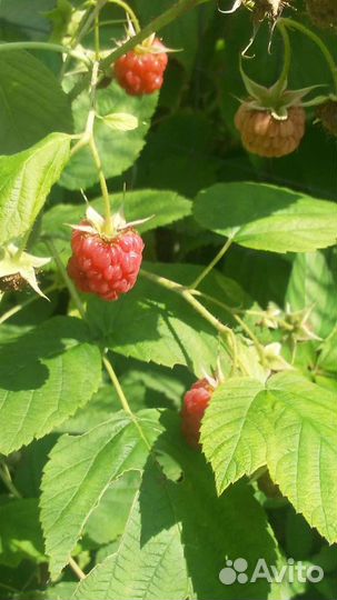 Малина ремонтантная