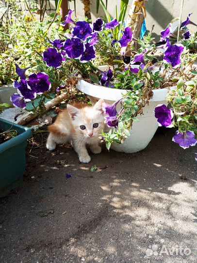 Котята в добрые руки мальчики