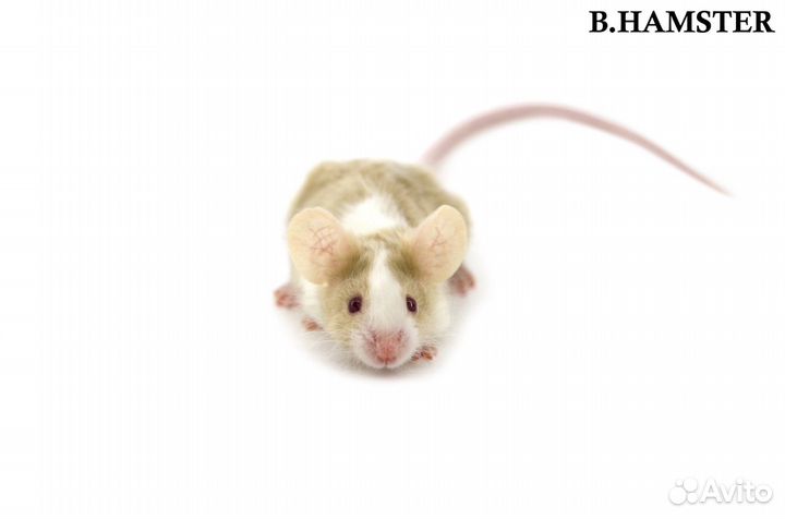 Декоративные мыши