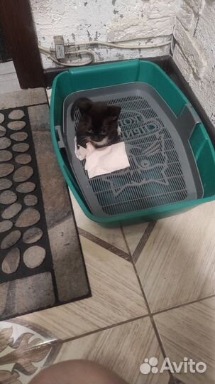 Котята Донской сфинкс