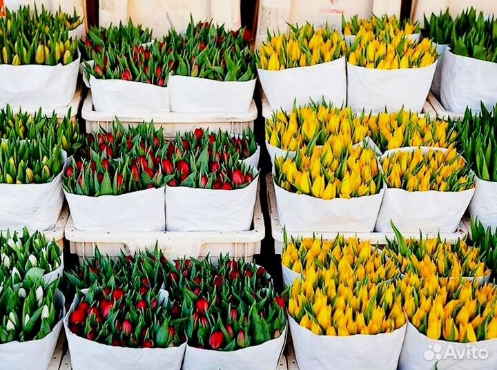 Тюльпаны оптом в наличии