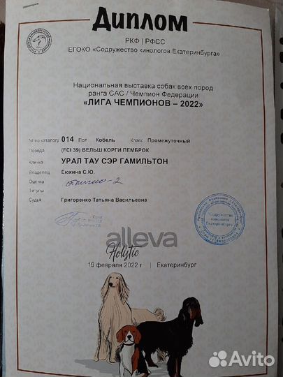 Вельш корги на разведение