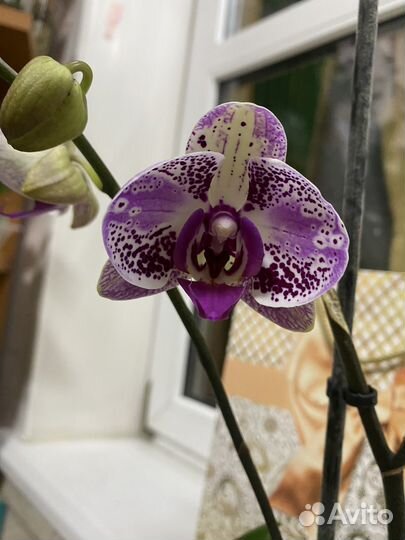 Орхидея фаленопсис