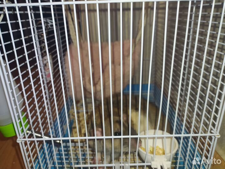 Отдам бесплатно