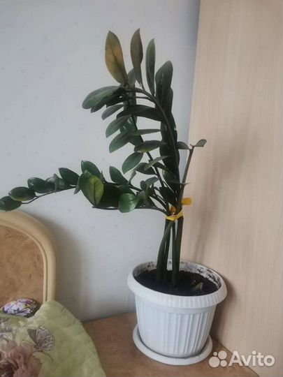 Замиокулькас(долларовое дерево)