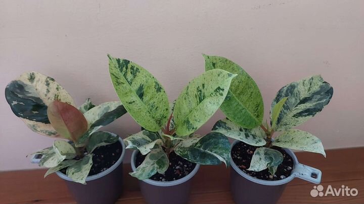 Фикусы, Кротоны Экселент, Мамми Еллоу