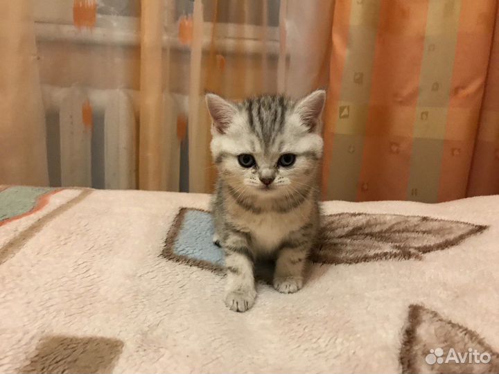 Британские котики