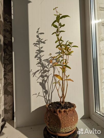 Дерево: апельсин, мандарин, лимон, гранат