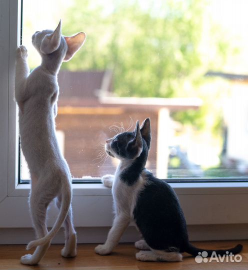 Донской сфинкс велюр