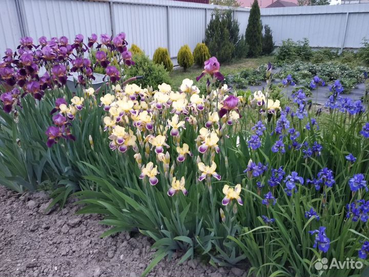 Ирисы