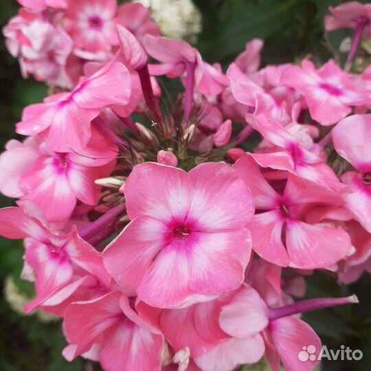 Цветы для сада