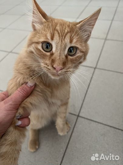 Котик в добрые руки