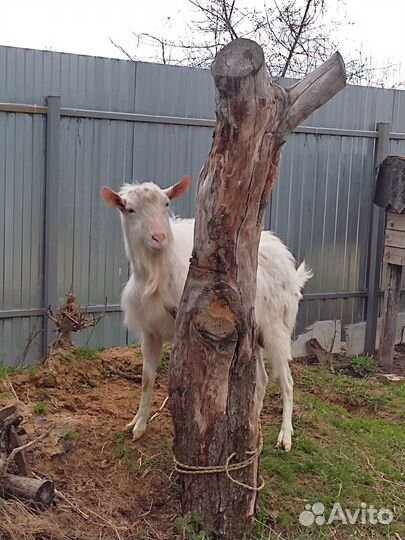 Продается козлик