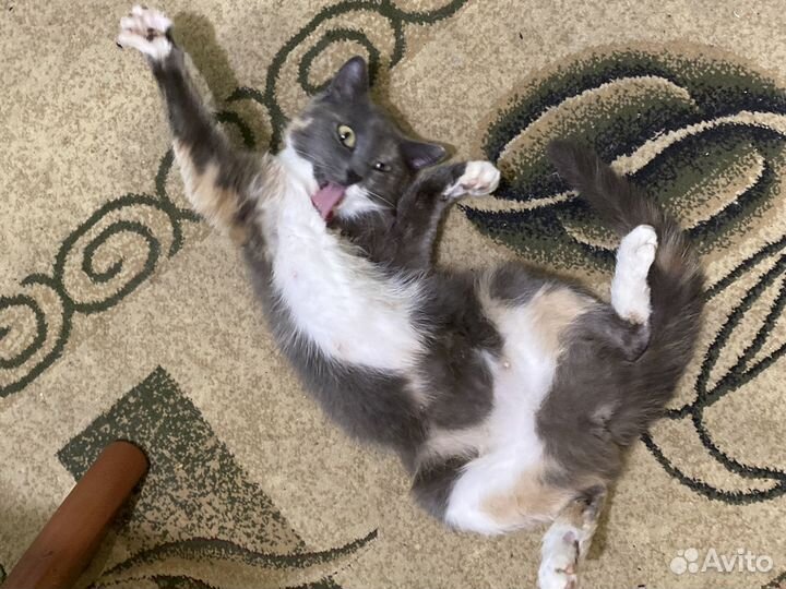 Кошка ищет дом