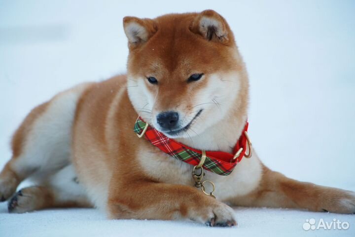 Шиба (сиба) ину для вязки