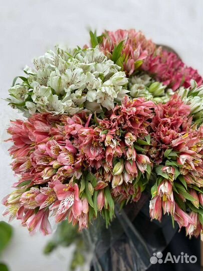 Альстромерия