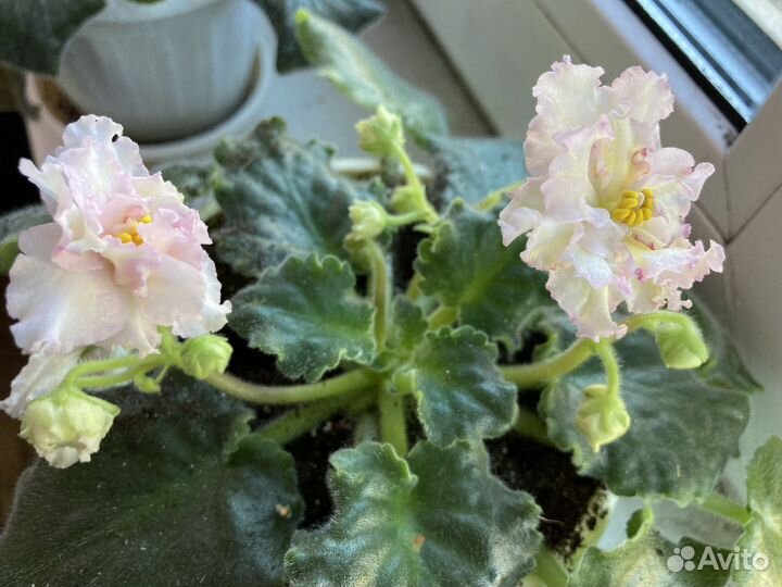 Белая фиалка