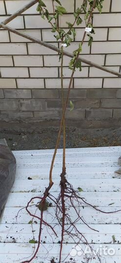 Саженцы сливы
