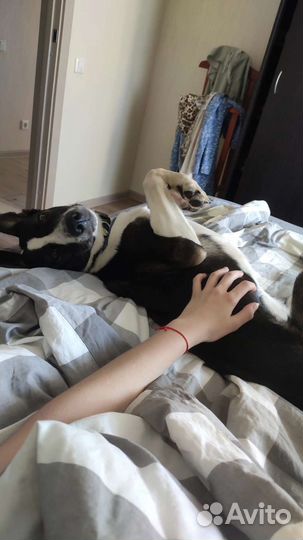 Передержка собак, догняня, котомама, выгул