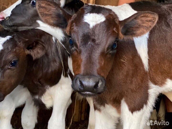 Телята бычки