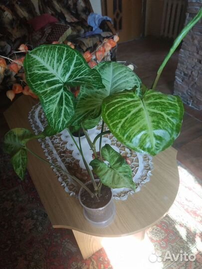 Сингониум Баттерфляй