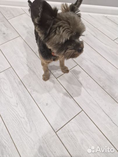 Собака мальчик 1 год йорк