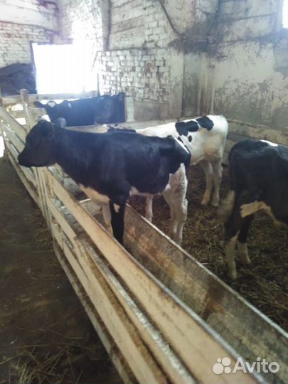 Бычки и телята