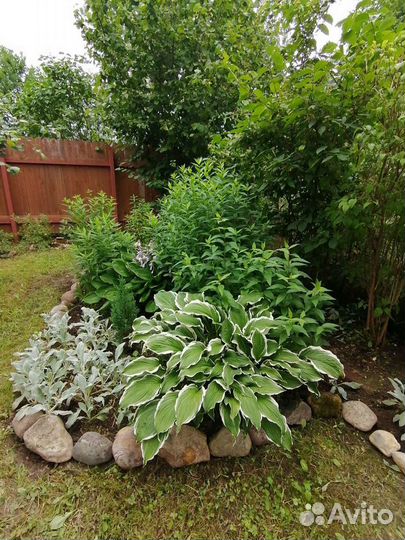 Садовые цветы