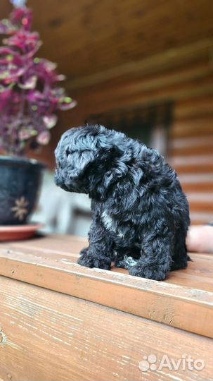 Мальтипу девочка