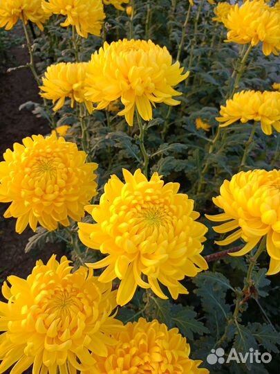 Хризантема