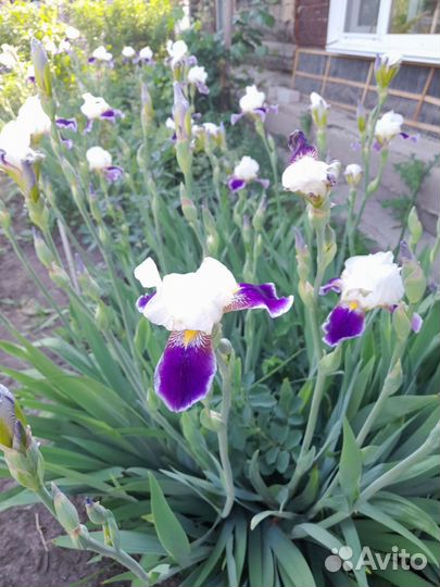 Ирис бордатый