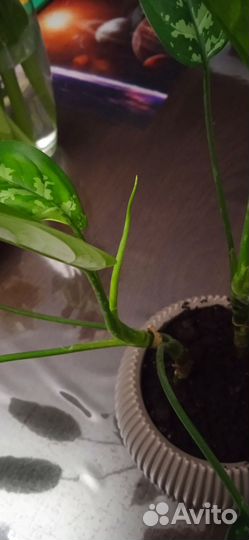 Комнатное растение