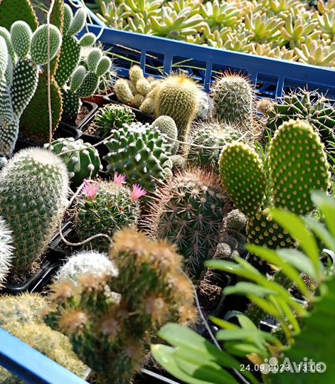 Кактусы цветущие