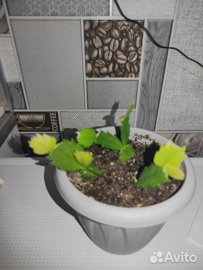 Декабрист шлюмбергера