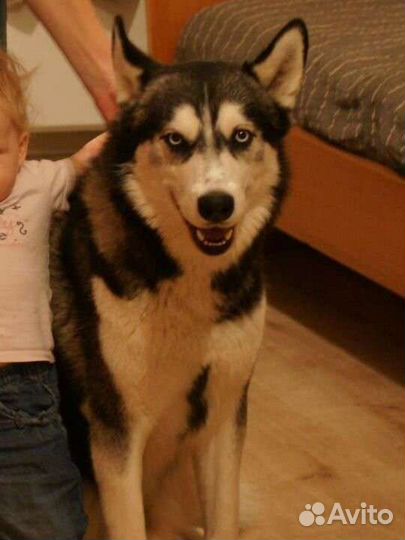 Передержка собак в домашних условиях