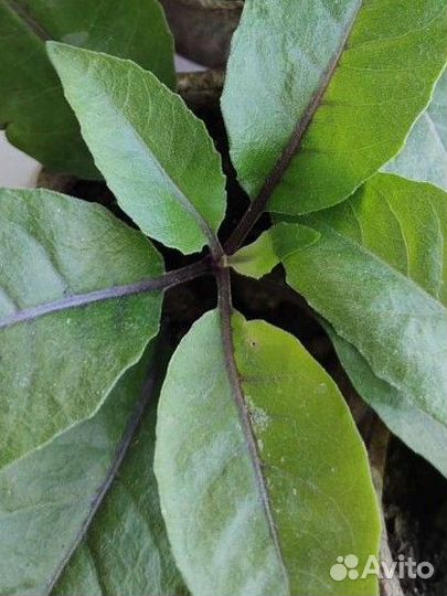 Джинура Листья Бога